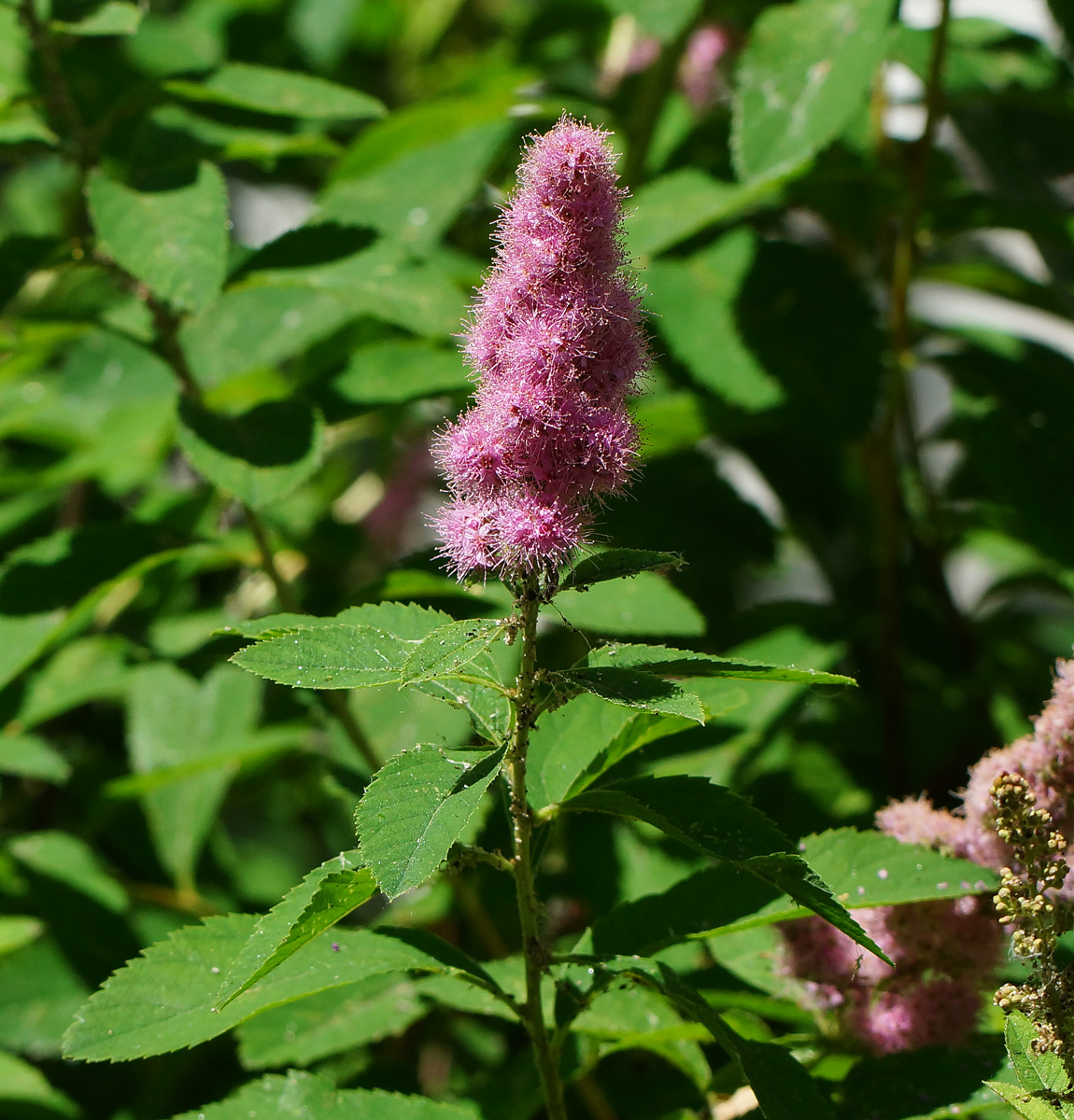 Image of Spiraea &times; billardii specimen.