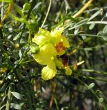 Parkinsonia aculeata