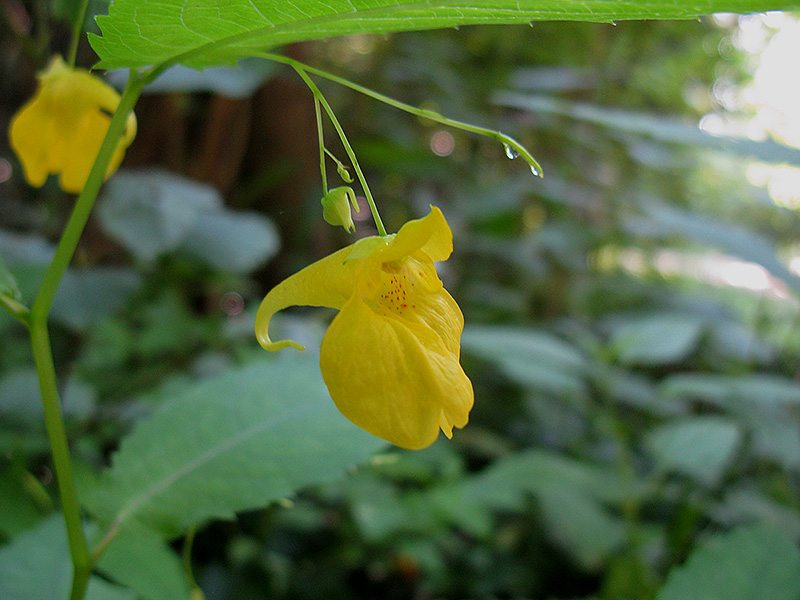 Image of Impatiens noli-tangere specimen.