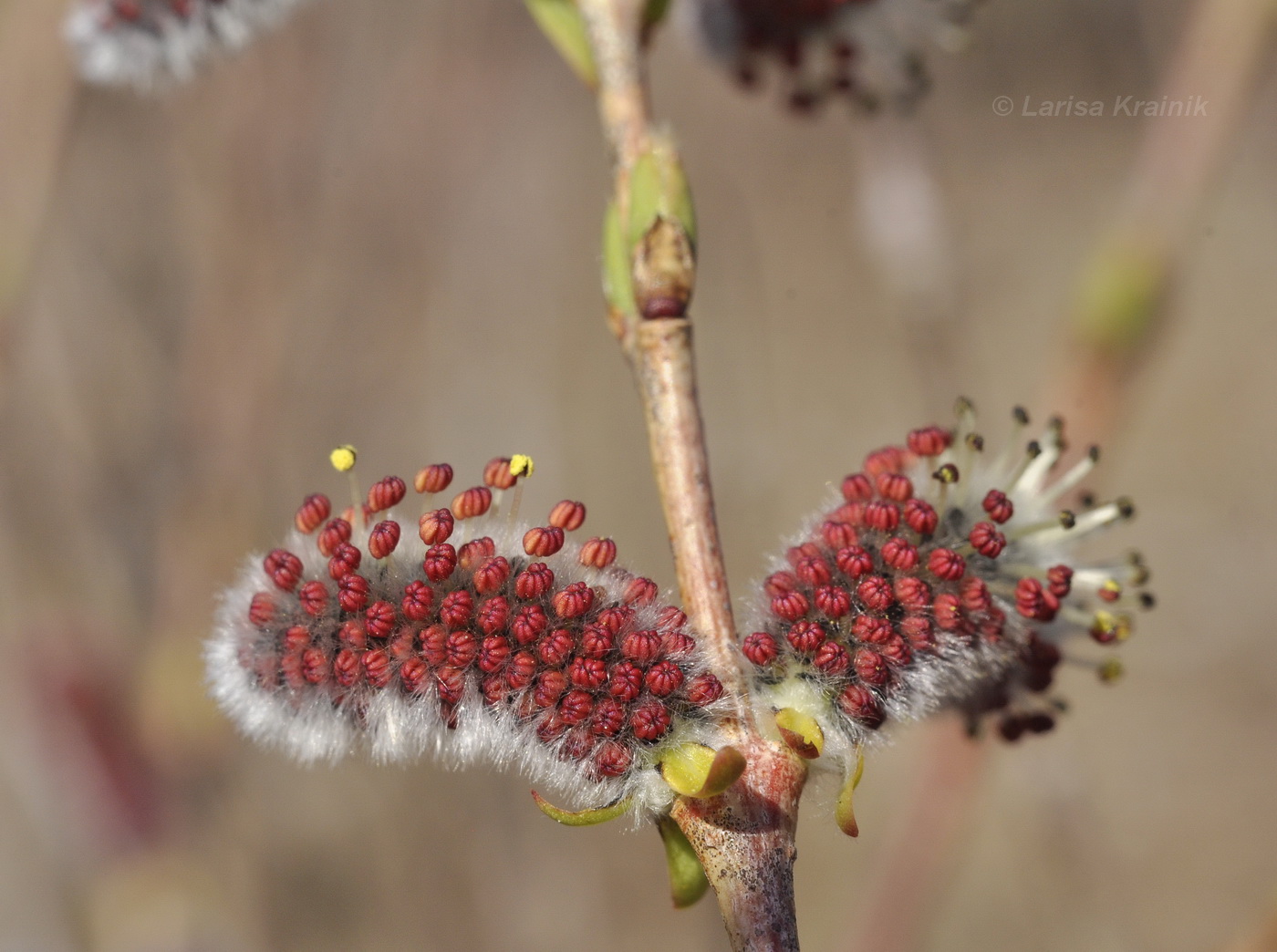 Image of Salix integra specimen.