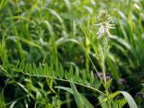 Astragalus uliginosus. Верхушка цветущего растения. Республика Алтай, Шебалинский р-н, горное редколесье на гребене отрога г. Соловковая, около 650 м н.у.м. 28.07.2010.