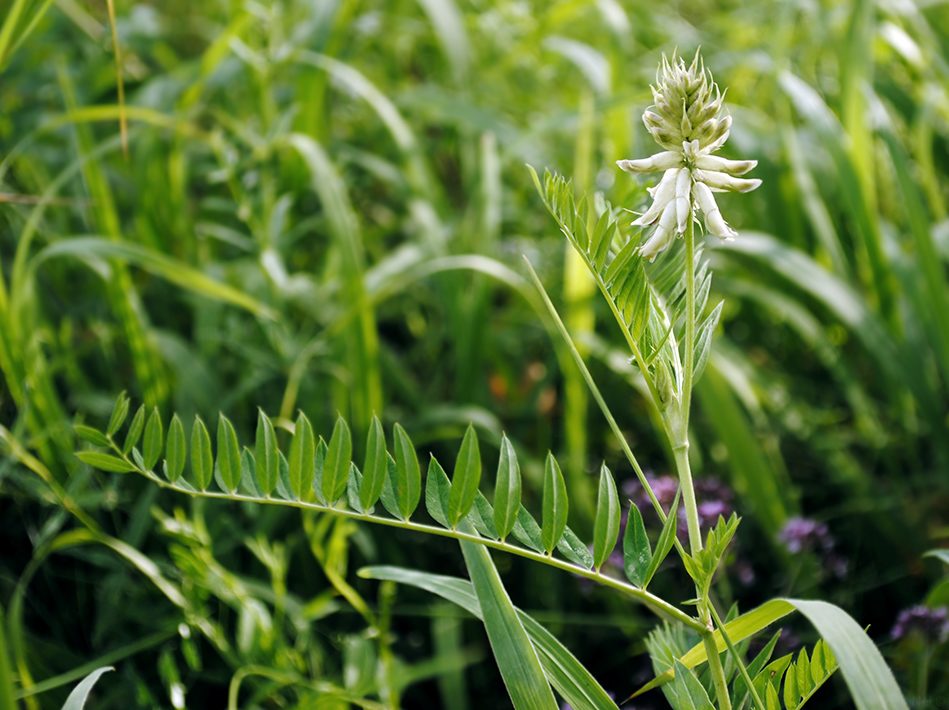 Изображение особи Astragalus uliginosus.