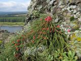 Ephedra monosperma