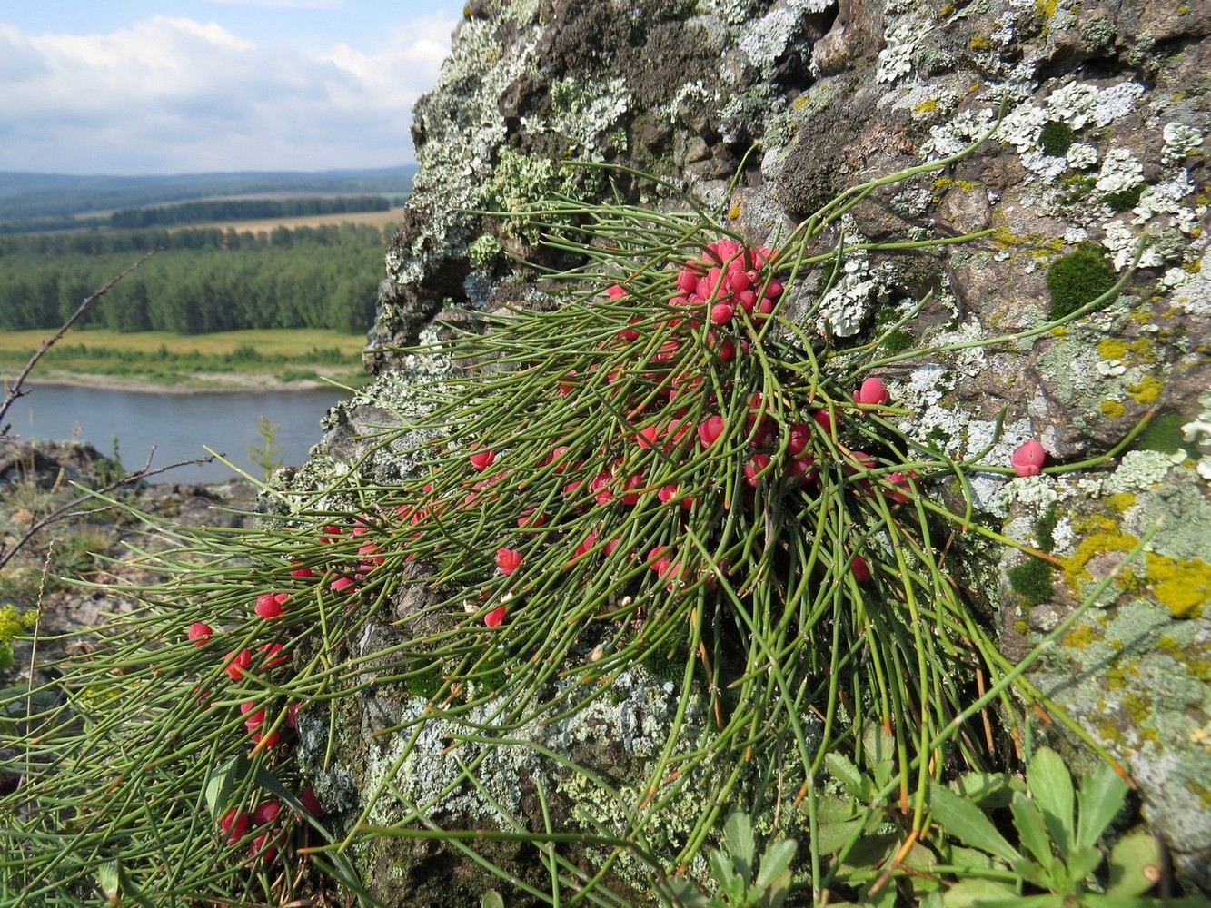 Image of Ephedra monosperma specimen.