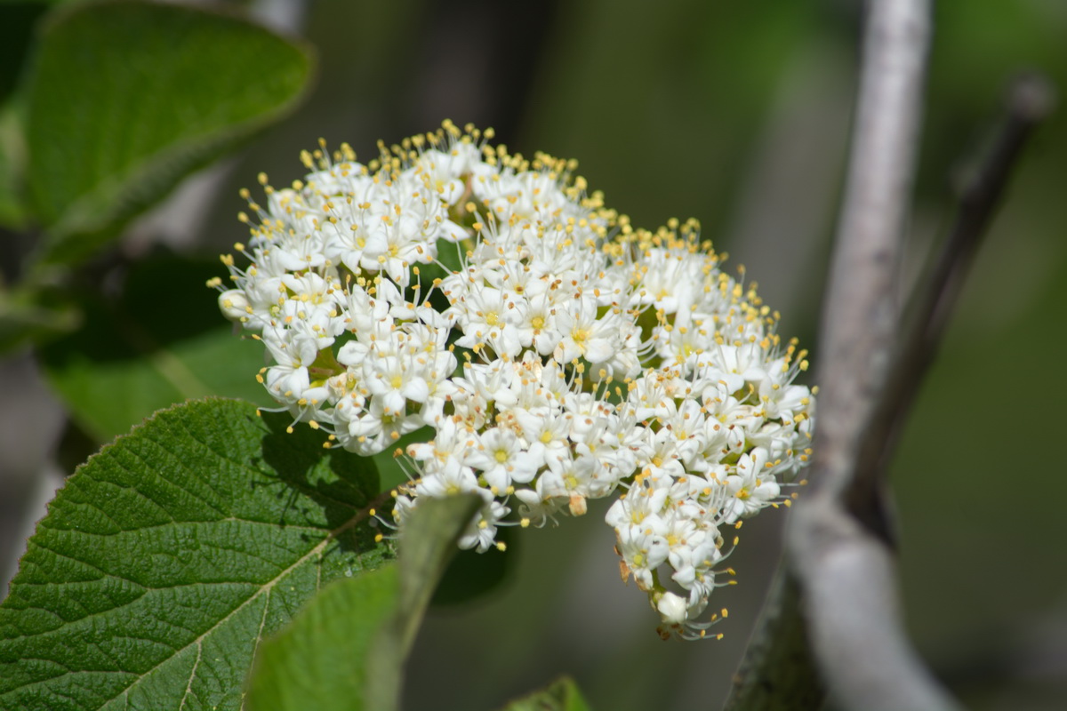 Изображение особи Viburnum lantana.