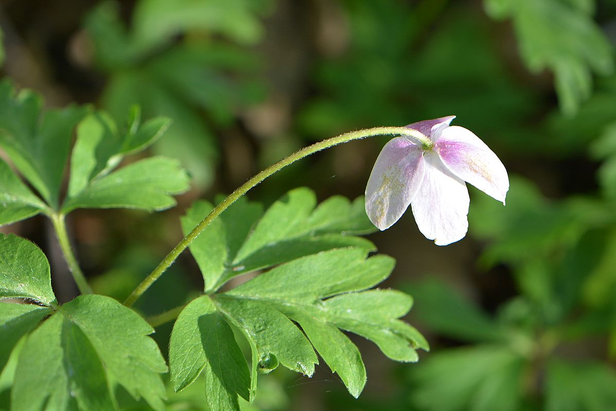 Image of Anemone nemorosa specimen.