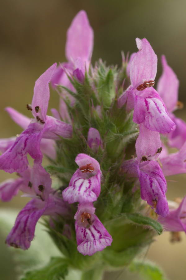 Изображение особи Betonica officinalis.