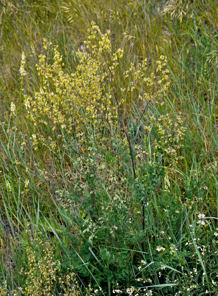 Image of Thalictrum minus specimen.