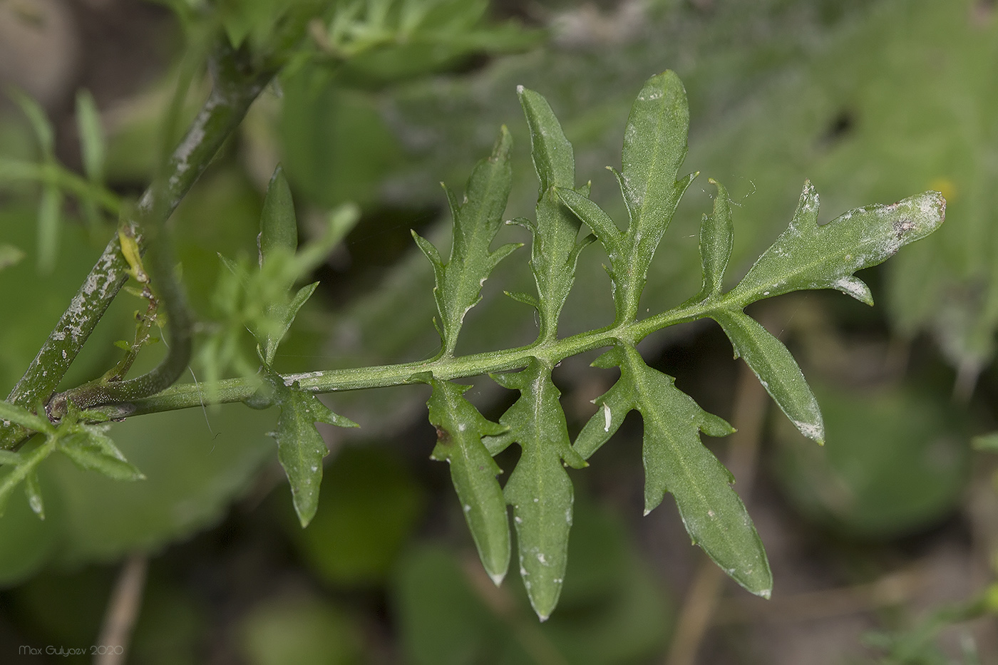 Image of Rorippa sylvestris specimen.