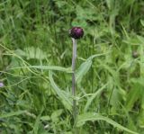 Cirsium heterophyllum