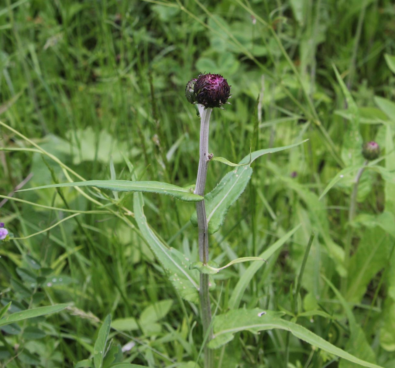 Image of Cirsium heterophyllum specimen.