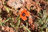 Papaver pavoninum. Цветок и незрелый плод. Таджикистан, Согдийская обл., Исфаринский р-н, г. Шураб, глинисто-щебнистый адыр. 30 апреля 2019 г.