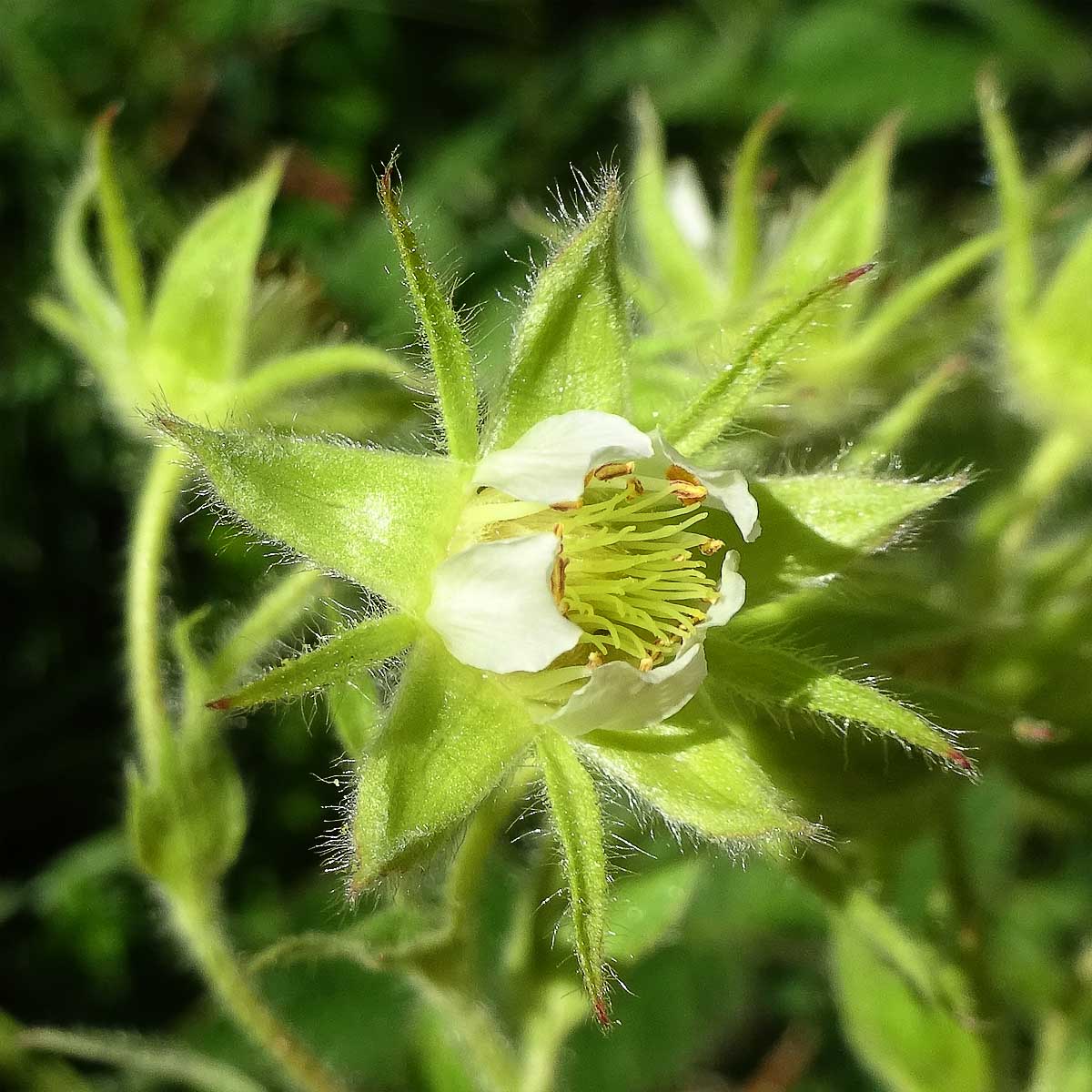 Изображение особи Potentilla brachypetala.