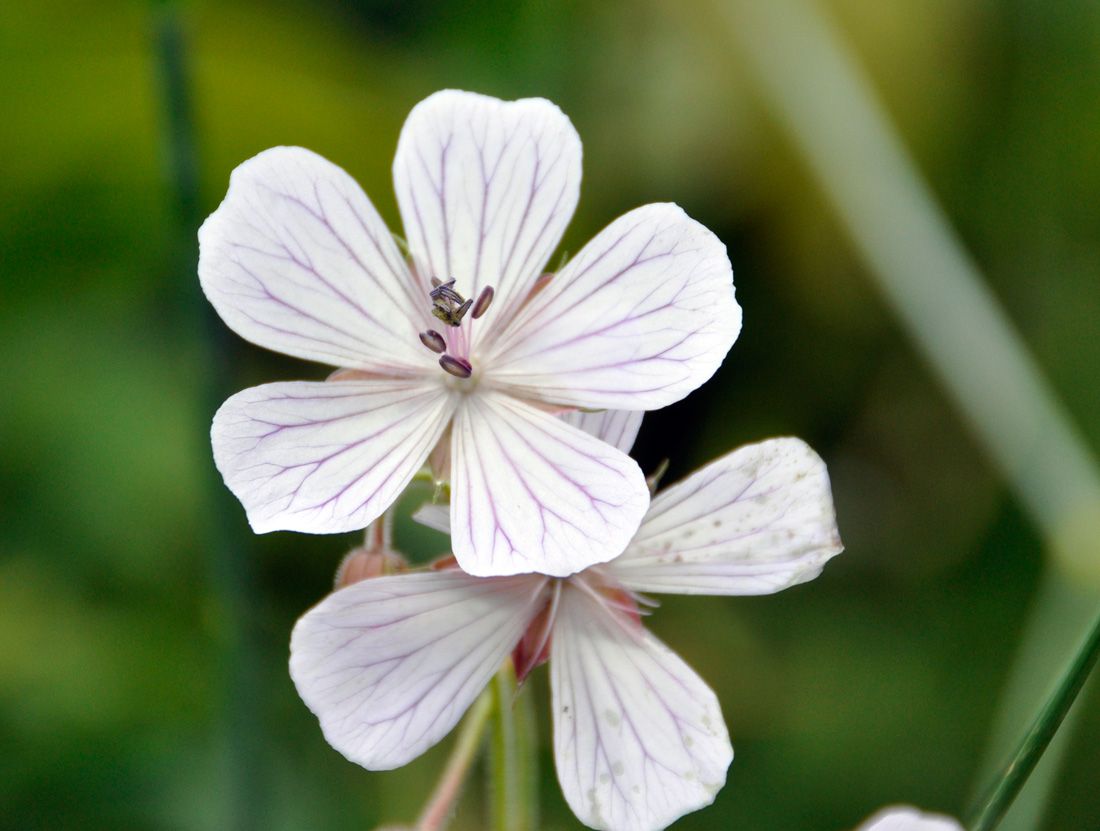 Изображение особи род Geranium.