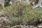 Dianthus orientalis