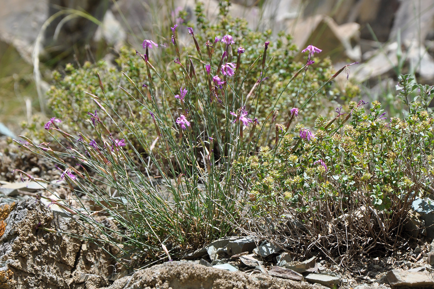 Image of Dianthus orientalis specimen.