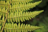 Dryopteris sichotensis. Часть вайи с сорусами. Приморский край, Партизанский р-н, гора Ольховая, выс. 1590 м н.у.м., в елово-каменноберезовом лесу на юго-восточном склоне. 30.07.2020.