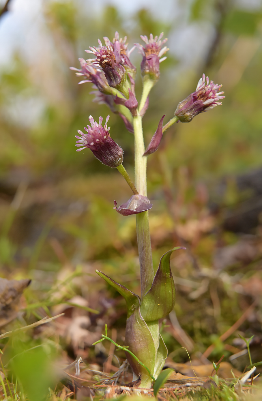 Image of genus Petasites specimen.