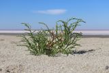 Salicornia perennans. Вегетирующее растение. Западный Крым, окр. г. Евпатория, песчаный берег оз. Сасык. 29.08.2020.