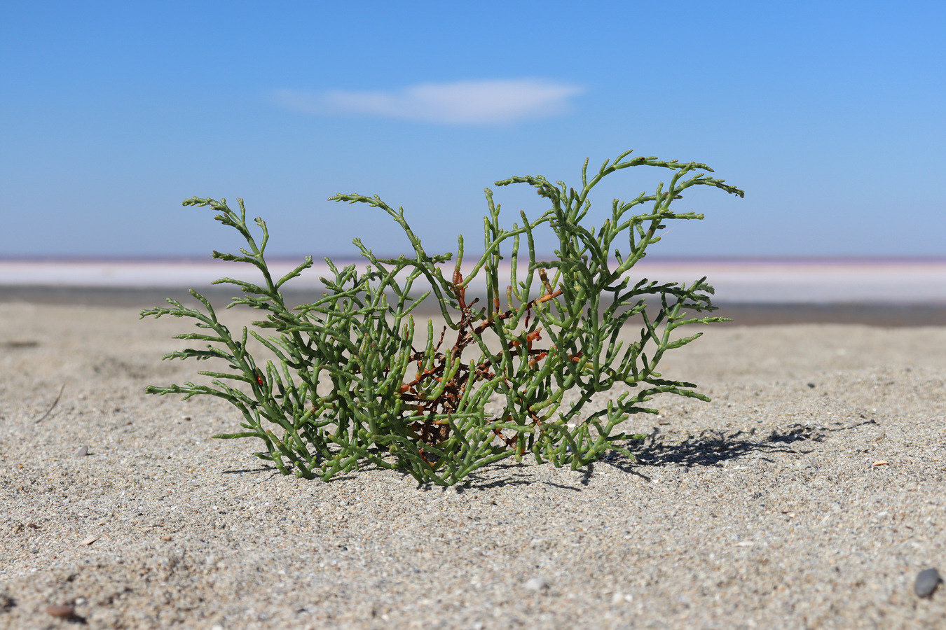 Изображение особи Salicornia perennans.