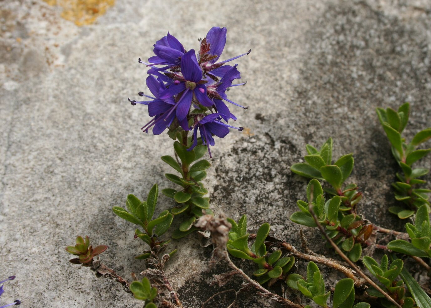 Image of Veronica kellererii specimen.