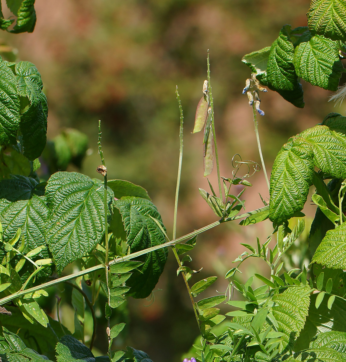 Image of Vicia cracca specimen.