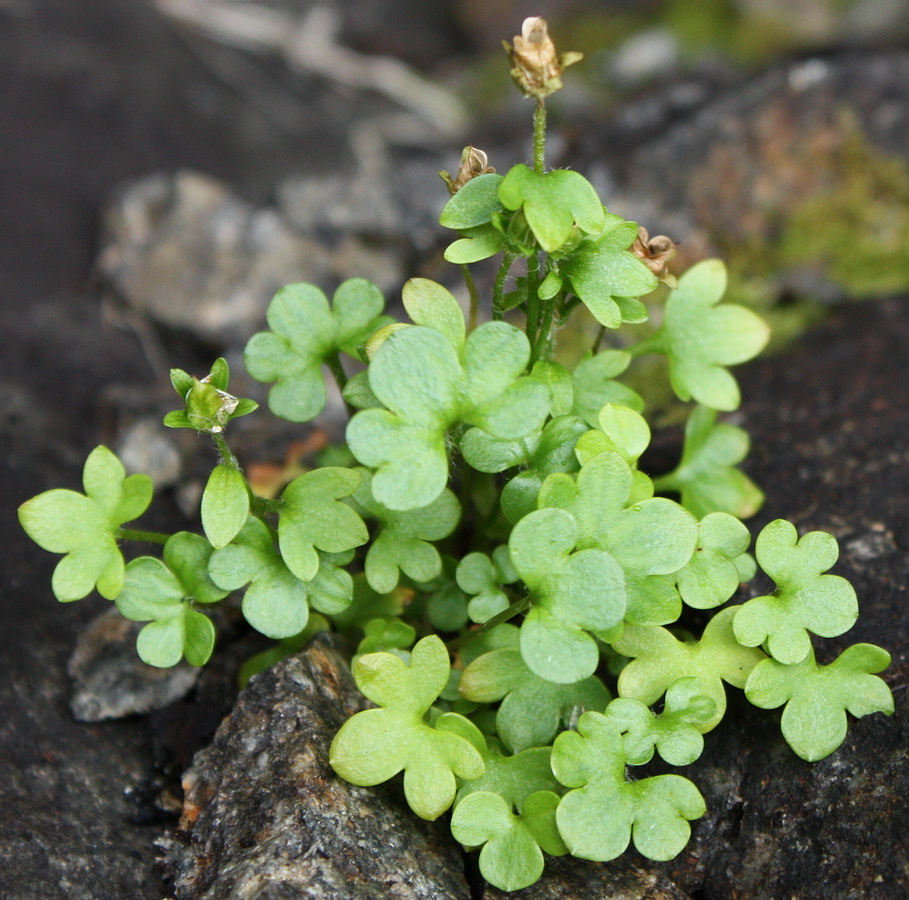 Image of Saxifraga rivularis specimen.