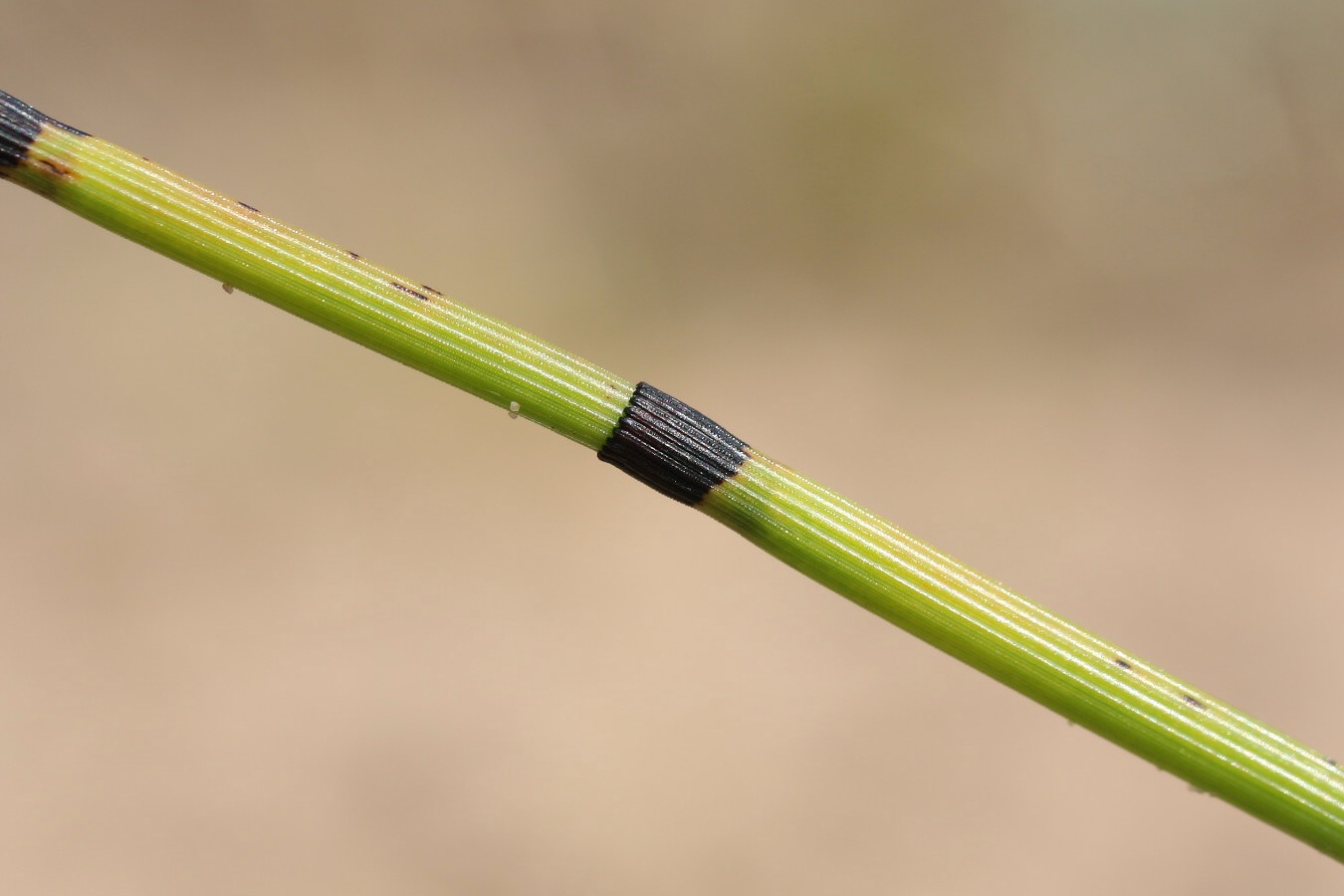 Image of Equisetum hyemale specimen.