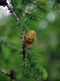 Larix sibirica