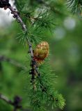 Larix sibirica. Верхушка ветви с шишкой. Башкирия, Учалинский р-н, хребет Нурали, ≈ 700 м н.у.м., опушка лиственничного леса на сухом склоне. 22.07.2020.