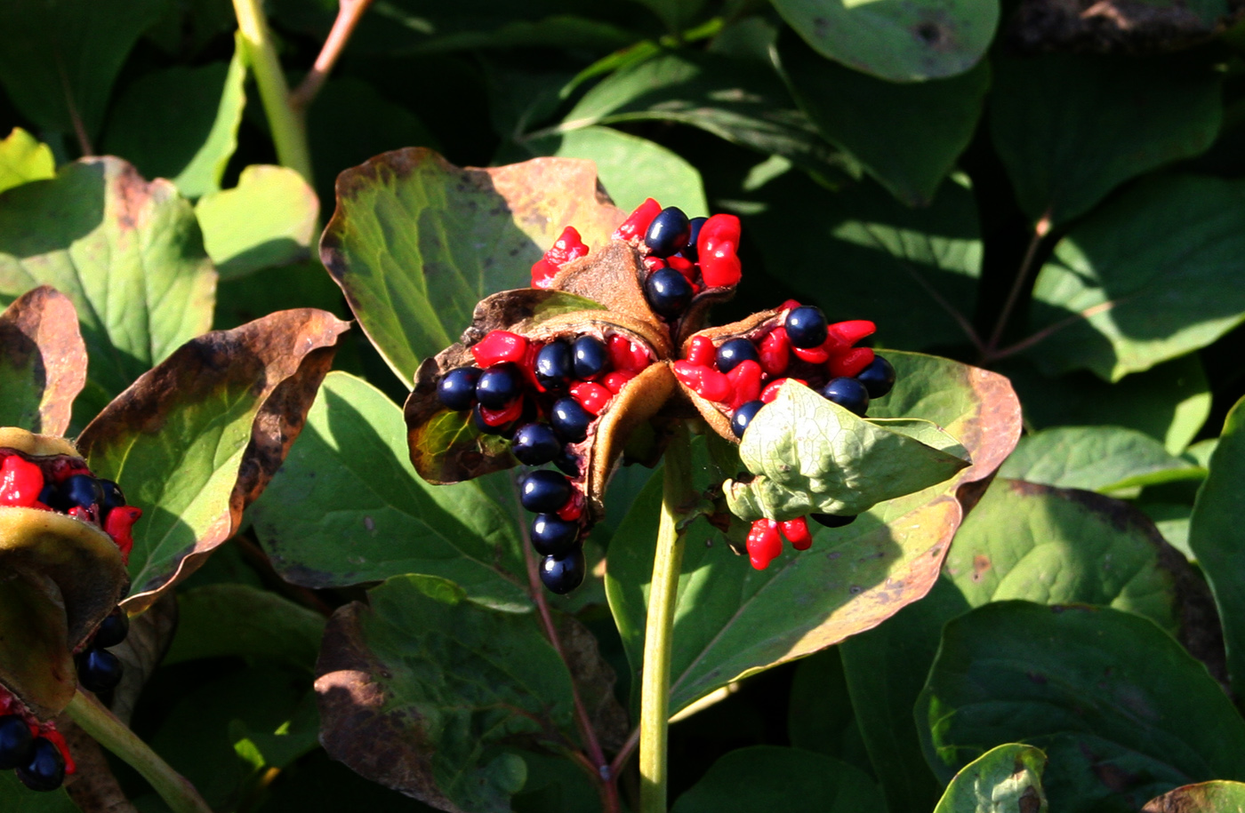 Image of Paeonia daurica specimen.