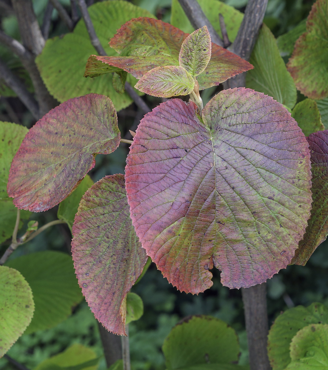 Image of Viburnum furcatum specimen.