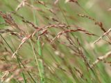 семейство Poaceae