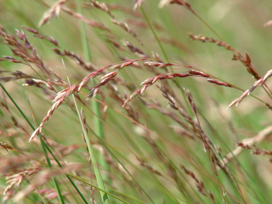 Изображение особи семейство Poaceae.