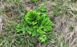 Heracleum sosnowskyi