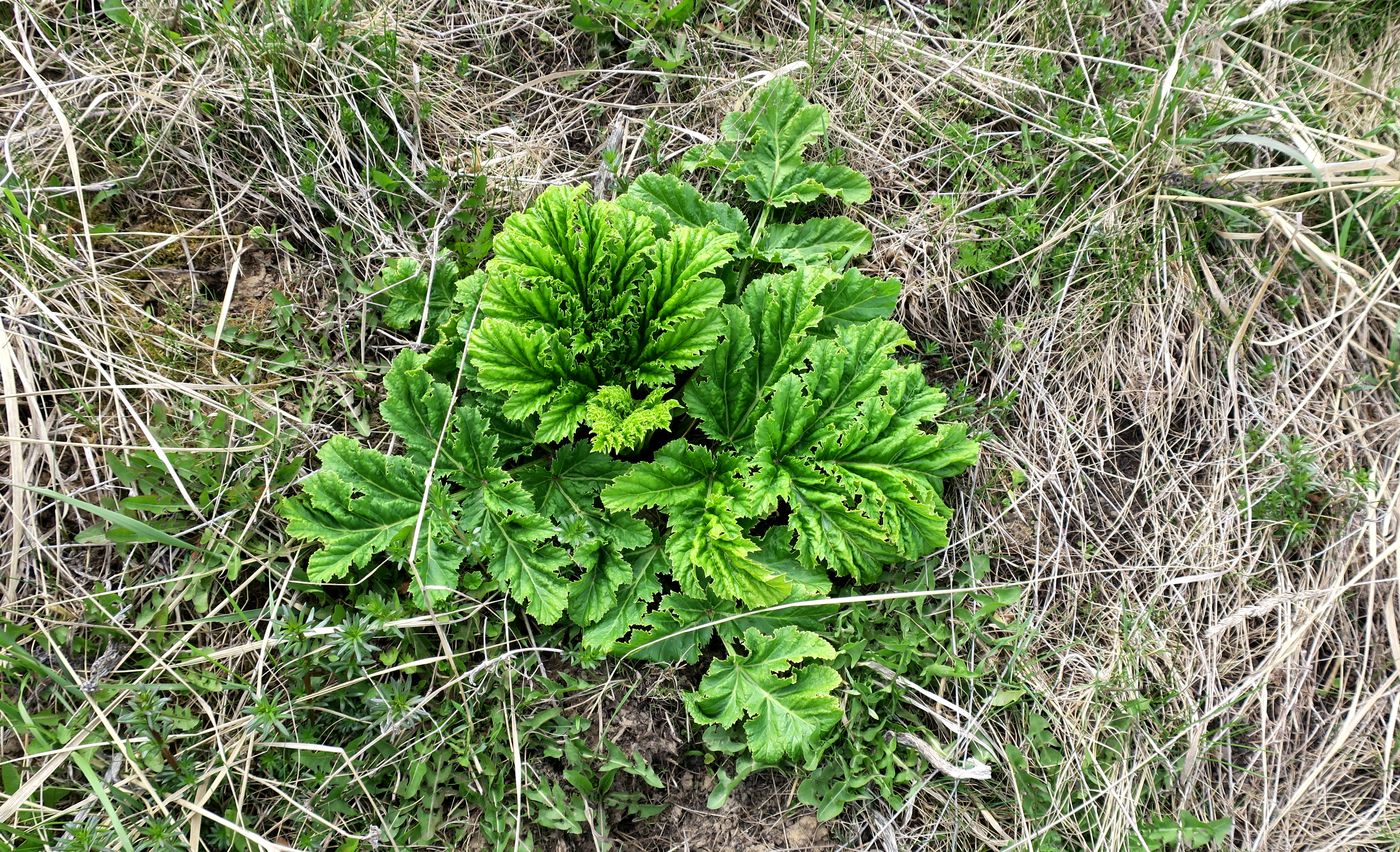 Image of Heracleum sosnowskyi specimen.