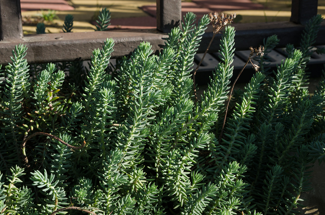 Image of Sedum reflexum specimen.