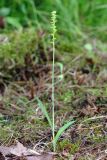 Herminium monorchis. Цветущее растение (высота — 19 см, длина соцветия — 4,5 см).Тверская обл., Вышневолоцкий р-н, памятник природы ”Орхидная горка”, заболоченное понижение между холмами. 04 июля 2020 г.