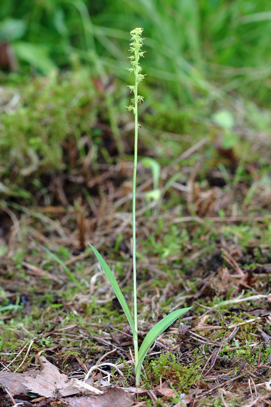 Image of Herminium monorchis specimen.