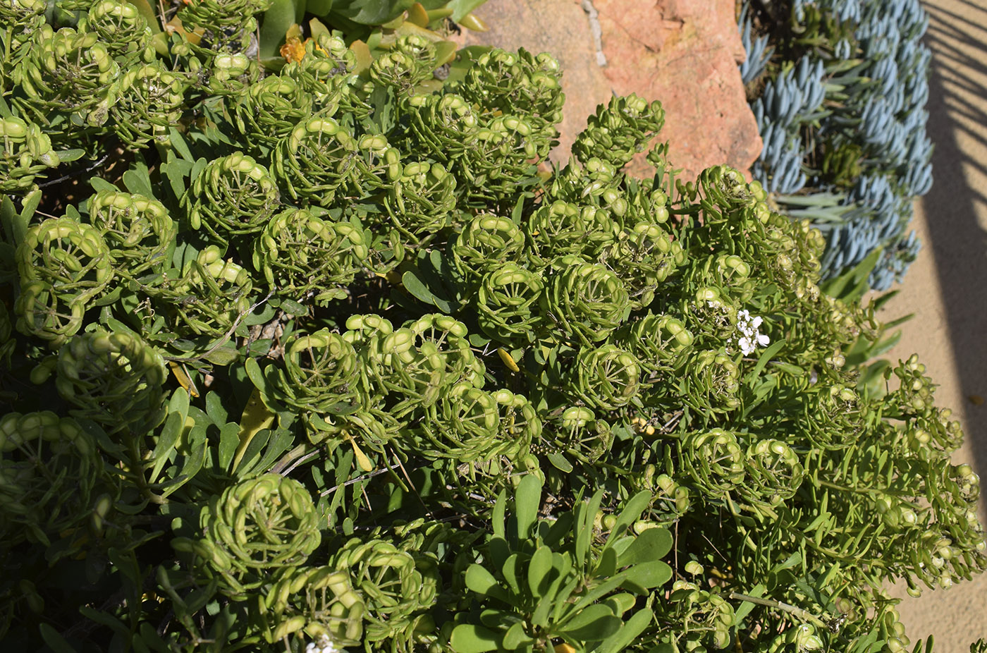 Изображение особи Iberis semperflorens.
