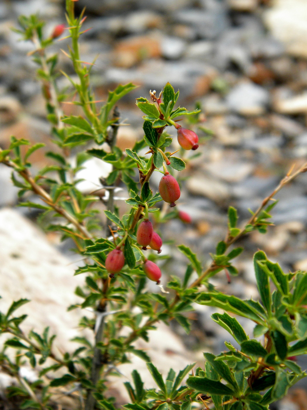 Image of Berberis sibirica specimen.