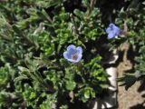 Lithodora hispidula. Верхушки побегов с цветками и формирующимися плодами. Греция, о. Родос, окр. мыса Прасониси, песчаный берег Средиземного моря. 9 мая 2011 г.