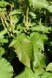 Rumex sylvestris. Листья и пазушные соплодия в средних частях побегов. Санкт-Петербург, Старый Петергоф, парк \"Сергиевка\", лужайка у Китайского домика. 01.08.2020.