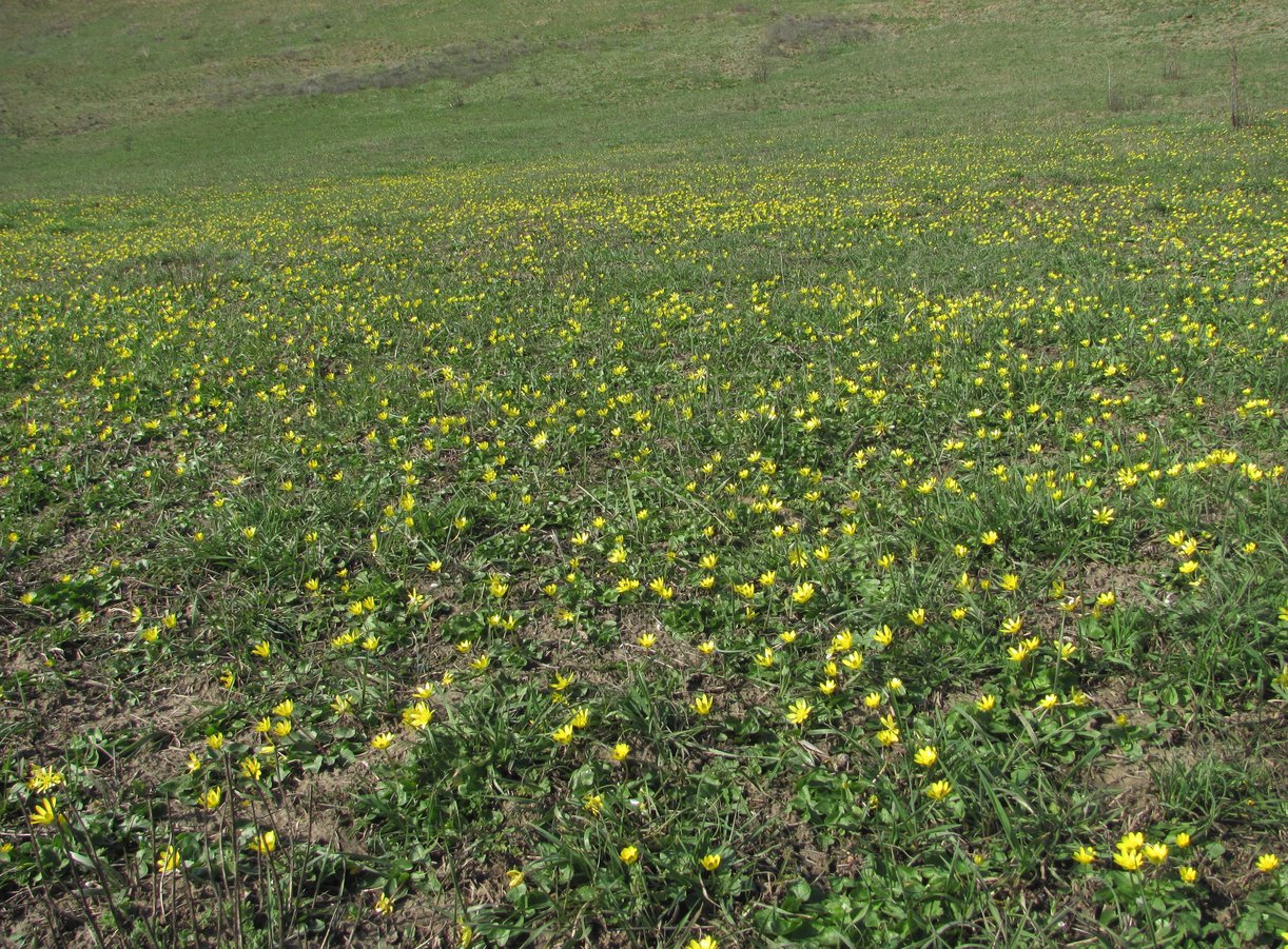 Изображение особи Ficaria calthifolia.