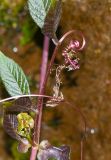 Cobaea scandens