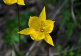 Tulipa biebersteiniana. Цветок. Самарская обл., Жигулёвский заповедник, гора Стрельная, опушка лиственного леса. 02.05.2021.