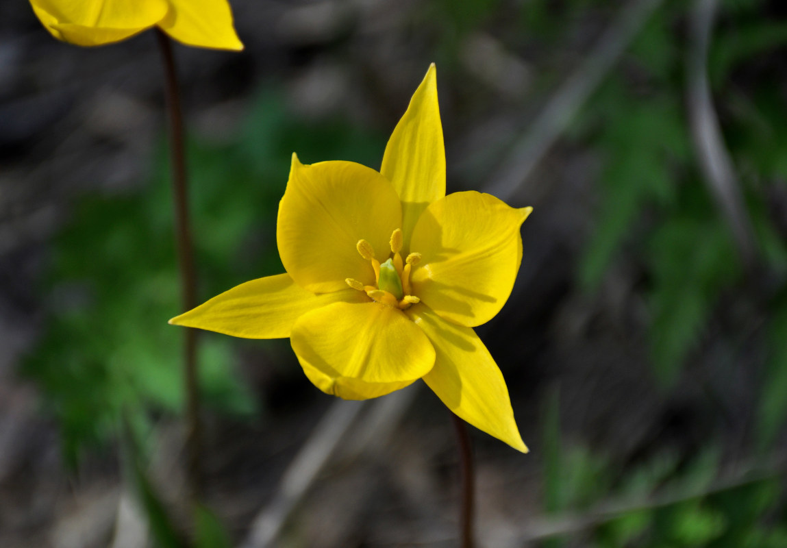 Изображение особи Tulipa biebersteiniana.