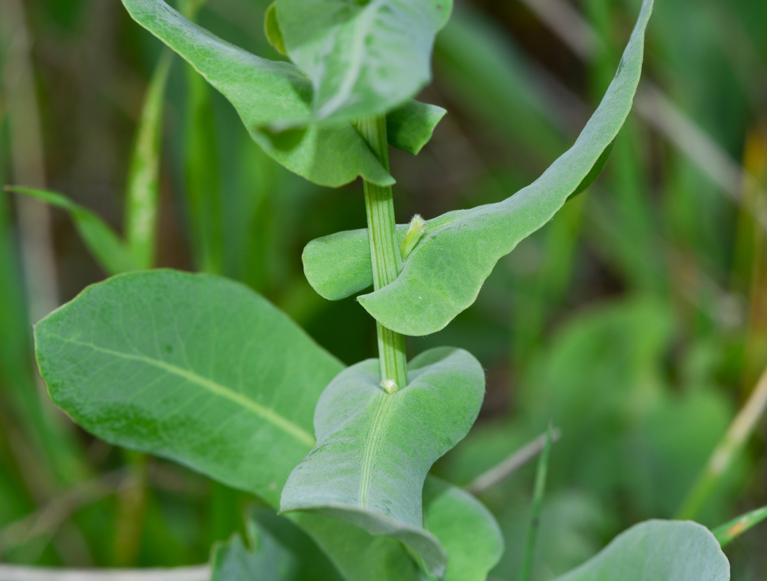 Image of Klasea cerinthifolia specimen.