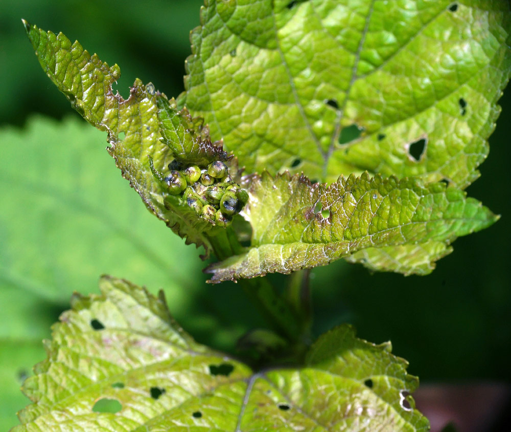 Изображение особи Scrophularia nodosa.