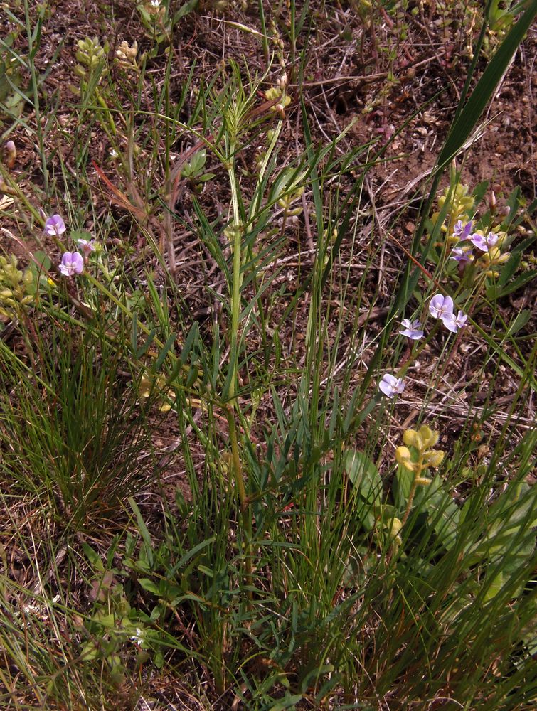 Image of Astragalus austriacus specimen.